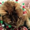 kitties530